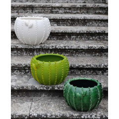 CASPO MEDIO A CACTUS 2